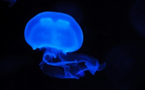 sea, nature, glowing, animal, dark, underwater, swim, glow, jellyfish, blue, float, fish, transparent, translucent, deep, marine