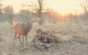 trees, prairie, animals, wildlife, deer, savanna, nature, fall, autumn