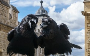 ravens, birds, animals, couple