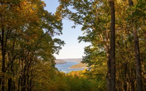 leaves, allegheny national forest, forest, fall, autumn, landscape, trees, nature, lake, river
