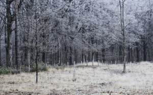 winter, landscape, fence, frozen, grass, frost, trees, forest, autumn, fall