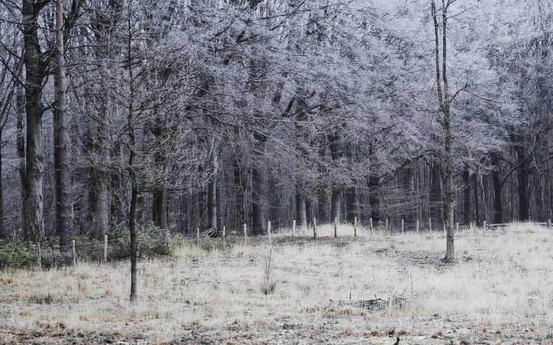 winter, landscape, fence, frozen, grass, frost, trees, forest, autumn, fall