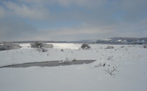 winter, nature, landscape, snow