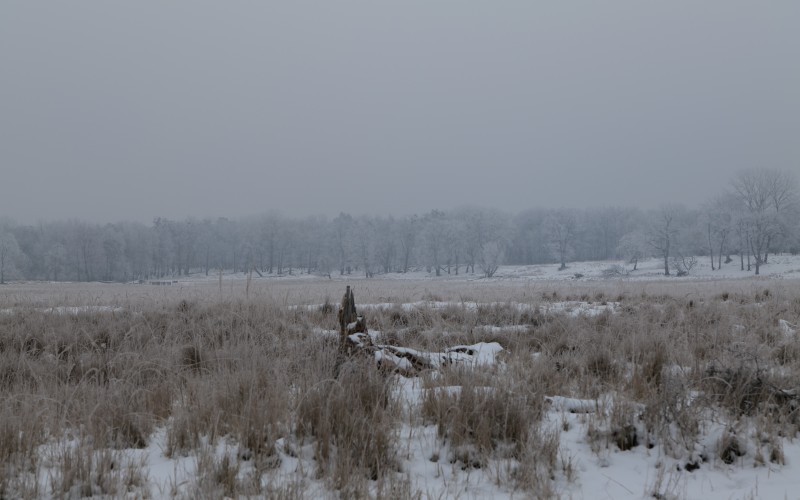 landscape, nature, winter, field, meadow, forest, trees, snow