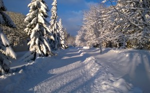 nature, evergreen, landscape, wood, spruce, fir, road, woodland, pines, coniferous, forest, winter