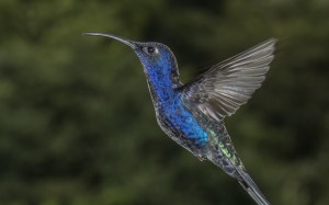 violet sabrewing, campylopterus hemileucurus mellitus, bird, animals, flying