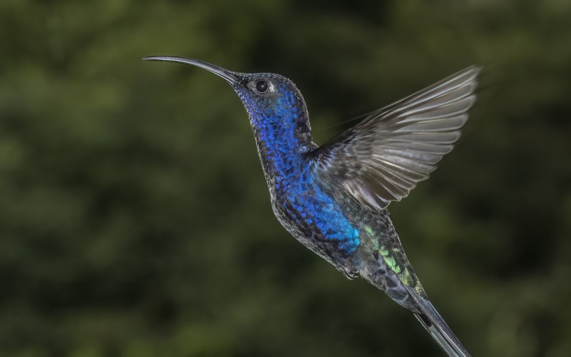 violet sabrewing, campylopterus hemileucurus mellitus, bird, animals, flying