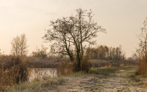 autumn, footpath, marshes, bog, landscape, nature, bushes, grass