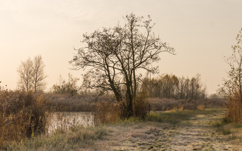 autumn, footpath, marshes, bog, landscape, nature, bushes, grass