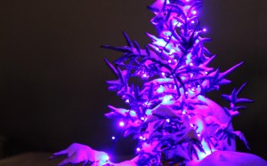 christmas, xmas, new year, holidays, light, dark, night, christmas tree, snow, glow