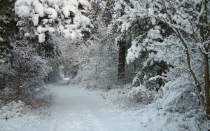 nature, winter, landscape, woods, snow, forest, january