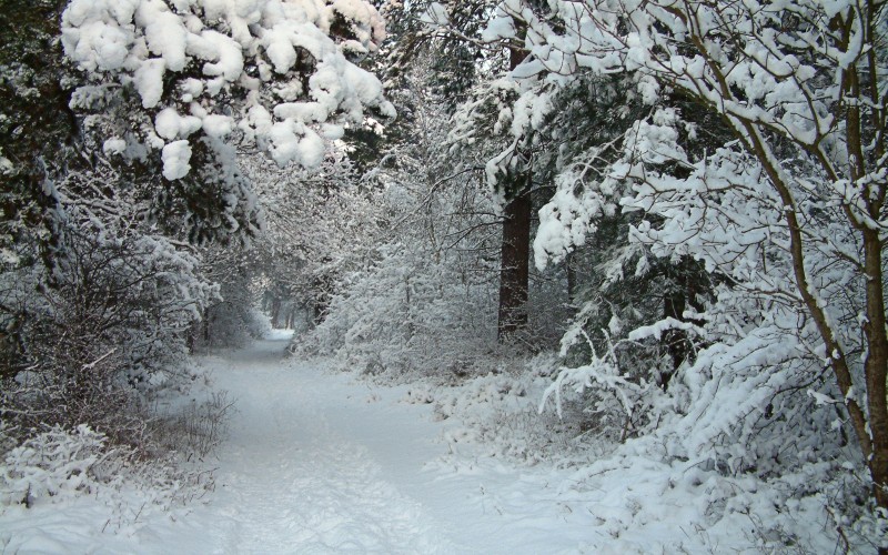 nature, winter, landscape, woods, snow, forest, january