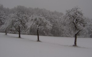 nature, winter, landscape, woods, snow, forest, january