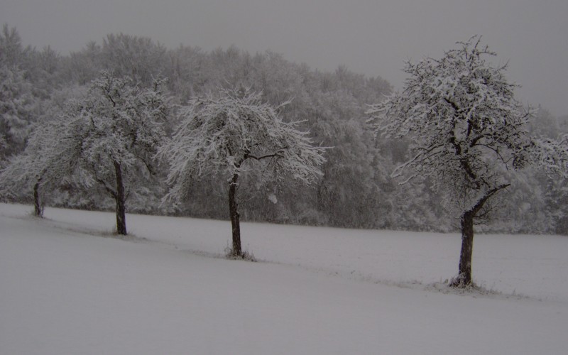 nature, winter, landscape, woods, snow, forest, january