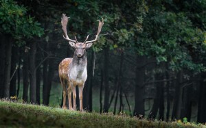 nature, forest, animals, wildlife, wild, deer, autumn, forest