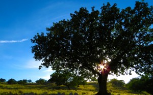 landscape, tree, nature, grass, sky, field, meadow, sunlight, morning, rural