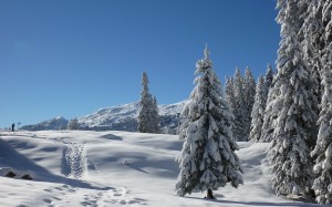 landscape, trees, nature, forest, mountain, snow, cold, winter, white, mountains, snowy, fir, season, spruce, alps