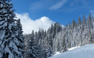 landscape, trees, nature, forest, mountain, snow, cold, winter, white, mountains, snowy, fir, season, spruce, alps