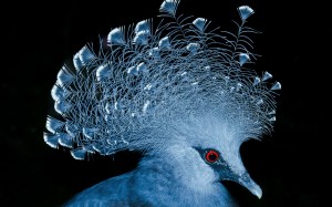 victoria, pigeon, birds, animals