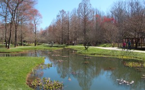february, nature, pond, park, landscape, trees