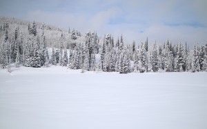 nordic, solitude, landscape, forest, trees, snow, february