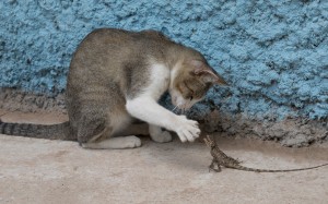 animals, cute, felis silvestris catus, domestic, cat, pet, playing, calotes versicolor, lizard
