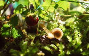 nature, grass, berry, plants, fruit, sunlight, leaf, flower, animals, macro, close, mollusk, snail, strawberries