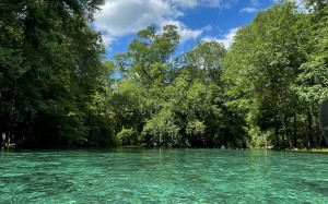 spring, nature, lake, water, park, forest, trees