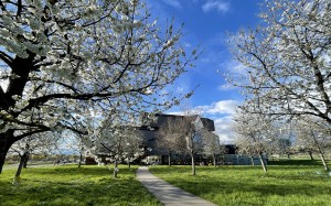 cherry, trees, bloom, spring, nature, blossom