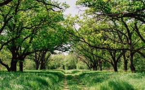 landscape, trees, nature, forest, grass, branches, spring, grassland, shrub, grove, wood, shrubland