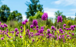 flowers, garden, summer, nature, grass, field