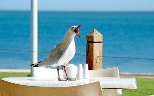 beach, sea, coast, water, nature, birds, shore, animals, seabird, seagull, seaside, gull, beak, wings, chroicocephalus, chordata, funny, charadriiformes