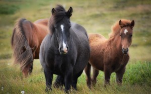 grass, meadow, prairie, flock, wildlife, pasture, grazing, horses, mammal, stallion, mane, grassland, mare, foal, mustang