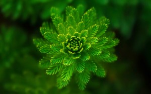 nature, plants, leaf, botany, flora, wildflower, macro