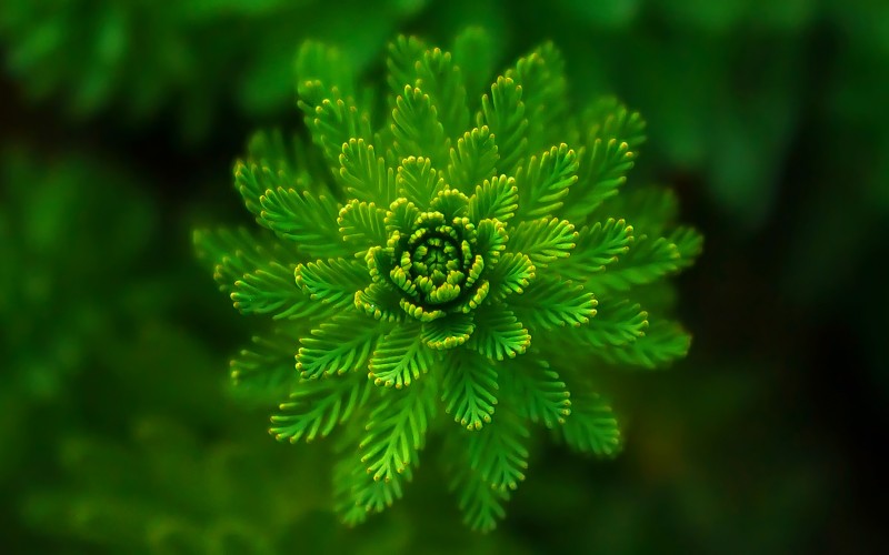 nature, plants, leaf, botany, flora, wildflower, macro
