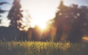 sun, sky, nature, sunset, grass, sunlight, morning, light, sunrise, blur, field, dawn, evening, dusk