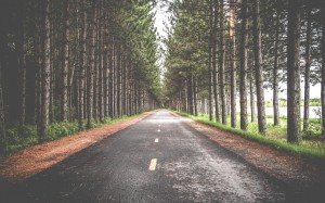 trees, forest, road, trail, asphalt, way, woodland, woods, path