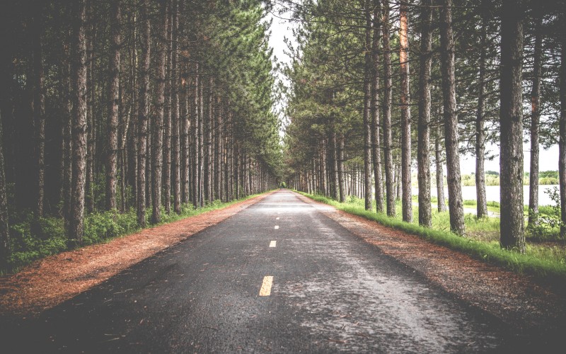 trees, forest, road, trail, asphalt, way, woodland, woods, path