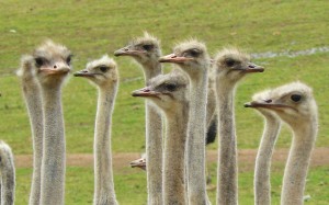 nature, birds, beak, animals, heads, strauss, flightless, portrait, ostriches