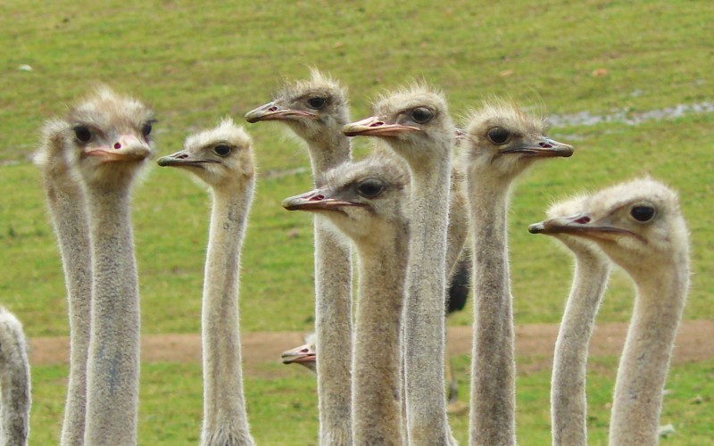 nature, birds, beak, animals, heads, strauss, flightless, portrait, ostriches