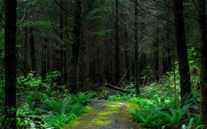 fern, forest, grass, hazy, leaves, misty, moss, murky, outdoors, scenic, trees, woods, trees, woodland, nature, way, path, trail