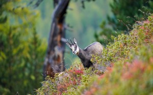 wild chamois, forest, nature, grass, wildlife