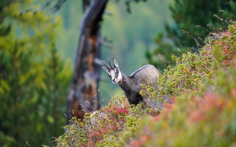wild chamois, forest, nature, grass, wildlife