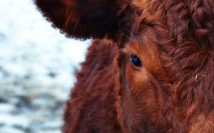 animals, fur, cows, cattle, brown, mane, close up, head, face