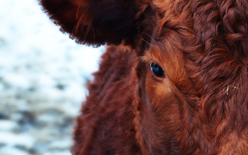 animals, fur, cows, cattle, brown, mane, close up, head, face