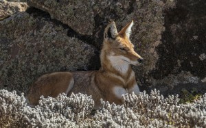 ethiopian wolf, canis simensis citernii, helichrysum citrispinum, nature, animals, wildlife