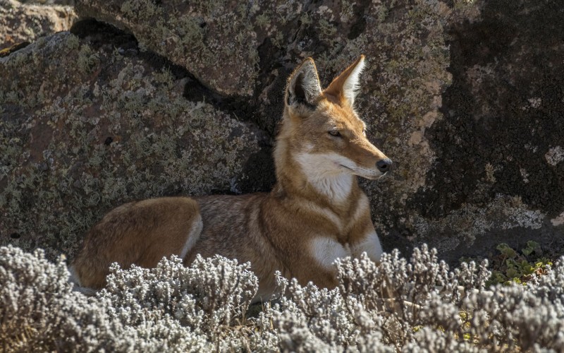 ethiopian wolf, canis simensis citernii, helichrysum citrispinum, nature, animals, wildlife