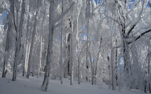 winter, frost, trees, forest, snow