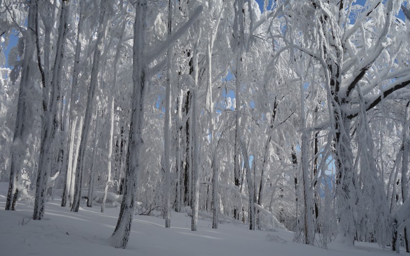 winter, frost, trees, forest, snow