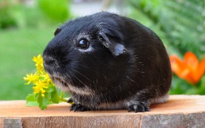 animals, rodent, guinea pig, whiskers, silver fox, smooth hair, pet